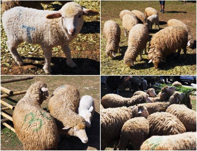 น้องทุกตัวรักการกินหญ้าเป็นชีวิตจิตใจ