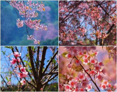 🎒เชียงใหม่ 3 วัน 2 คืน แบบไม่มีรถเพราะขับไม่เป็น