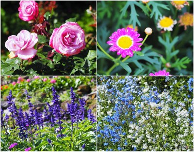 ดอกไม้สีสันละลานตา