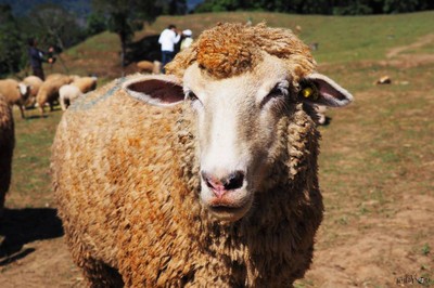 มาหาน้องแกะ