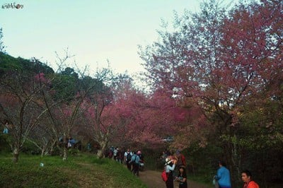 พญาเสือโคร่ง ซากุระเมืองไทย