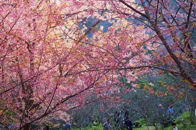 พญาเสือโคร่ง ซากุระเมืองไทย