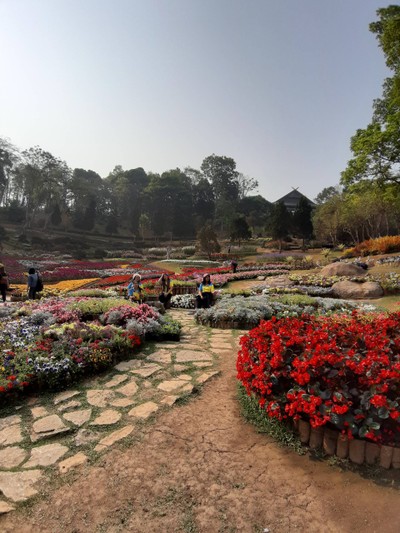 ดอกไม้อลังการ