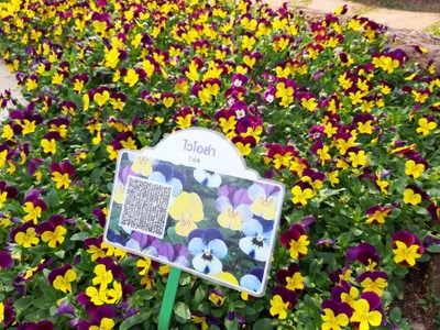 สวยดีนะ