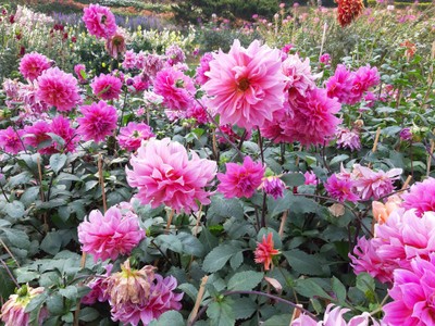 เชียงใหม่-เชียงราย 
สายบุญ สายศิลป์ สายกิน จัดเต็ม ปั๊วะๆ !