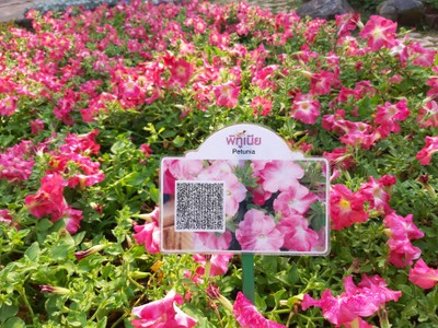 มี QR Code ให้เปิดแสกนได้ด้วย