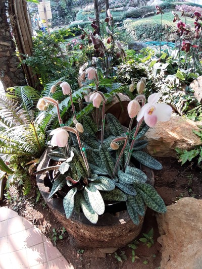 ดอกอะไรแปลกๆไม่เคยเห็น