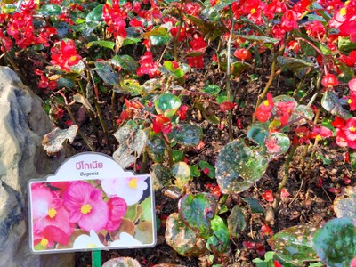 ถ่ายตรงชื่อดอกมาหน่อย