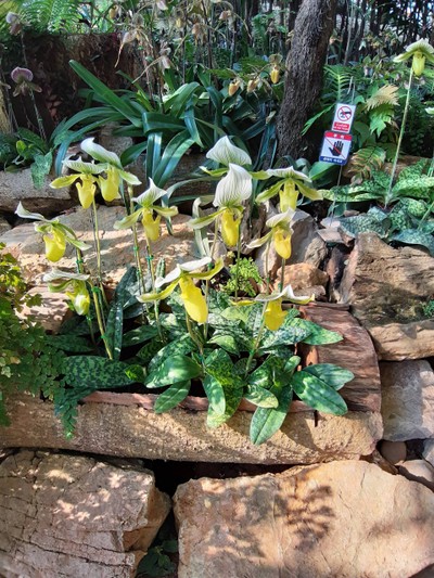 ด้านในมีดอกไม้หลากหลายสีทั้งสีเหลือง