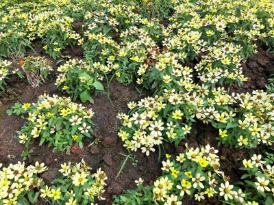 เชียงใหม่-เชียงราย 
สายบุญ สายศิลป์ สายกิน จัดเต็ม ปั๊วะๆ !