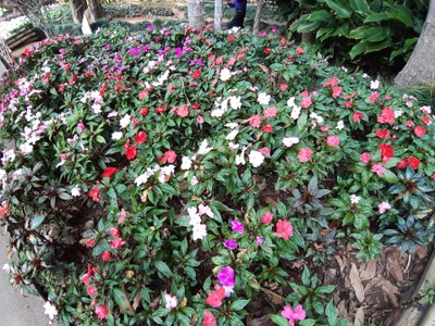 หลากหลายสีเลย