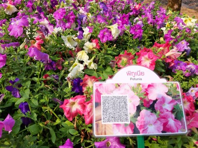 ภาพพร้อมดอกไม้