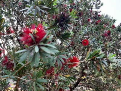 สีแดงเข้ม