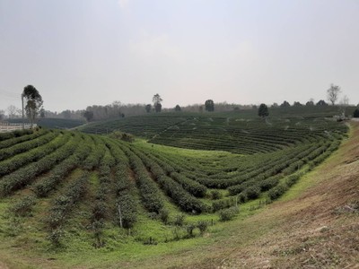 มาถึงไร่ชาแล้ว