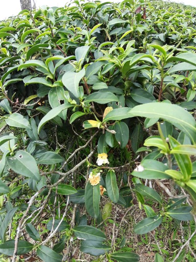 ใบชา ใบอ่อนอยู่ไหน 55