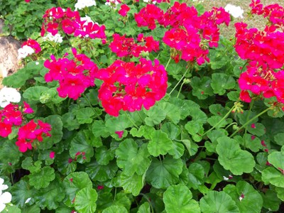 สีบานเย็น55