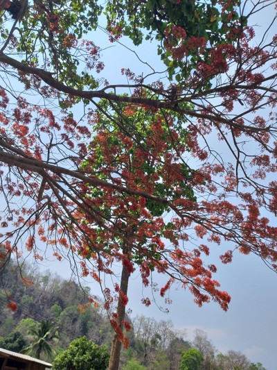 ต้นอะไรก้อไม่รู้ ปลายเมษาก้อยังออกดอกเต็ม เจอระหว่างทาง ขึ้น อ.ไชยปราการ