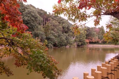 Arashiyama Bamboo Grove