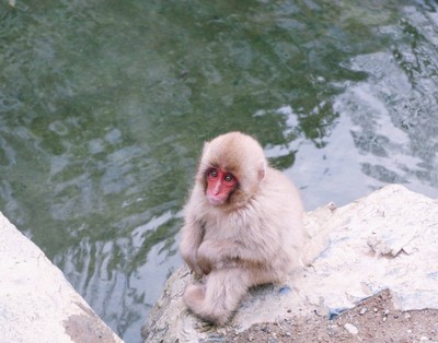 ลิงน้องมองตาแป๋ว