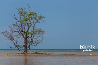 ดวลกันหมัดต่อหมัด Koh Kood vs Koh Mak