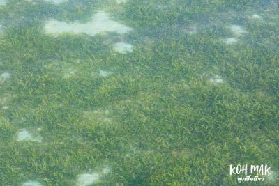 ดวลกันหมัดต่อหมัด Koh Kood vs Koh Mak