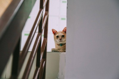 เจ้าการ์ฟิลด์ เจ้าของ Bedbox guesthouse?