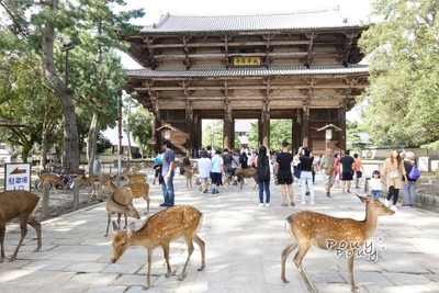 ประตูNandai-Mon ( Great south gate) ประตูใหญ่ที่จะนำไปสู่วัดTodaiji