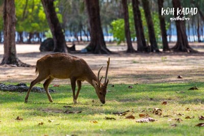 ดวลกันหมัดต่อหมัด Koh Kood vs Koh Mak