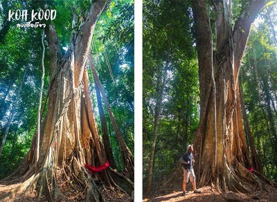 ดวลกันหมัดต่อหมัด Koh Kood vs Koh Mak