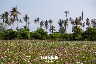 ดวลกันหมัดต่อหมัด Koh Kood vs Koh Mak