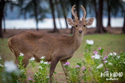 ดวลกันหมัดต่อหมัด Koh Kood vs Koh Mak