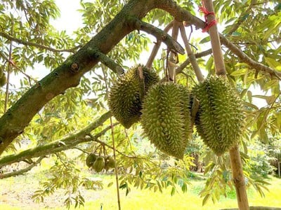 สวนยายดา - เจ๊บุญชื่น