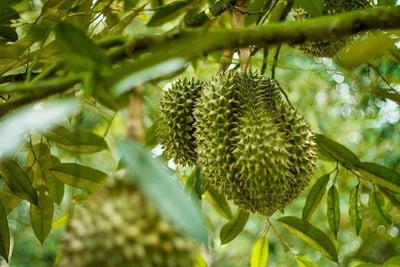 บรรยากาศ สวนละไม