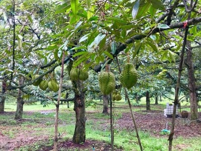 สวนลุงประเสริฐ