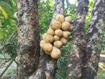 บรรยากาศ สวนผลไม้เจริญชัย