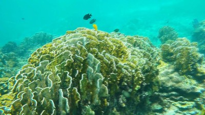 ภาพจากใต้น้ำเกาะรายาบ้าง มีแต่ภาพบนน้ำ