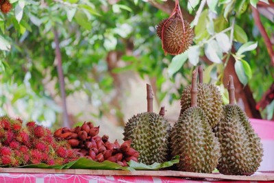 สวนลุงประเสริฐ