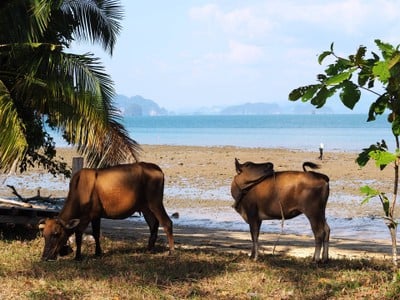 หาดยาว เกาะยาวน้อย