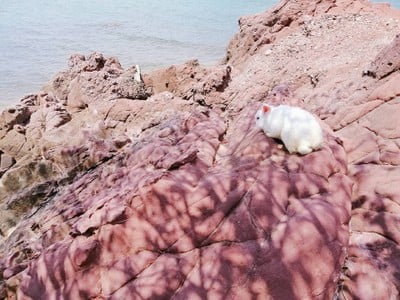 เจ้ามาชิ