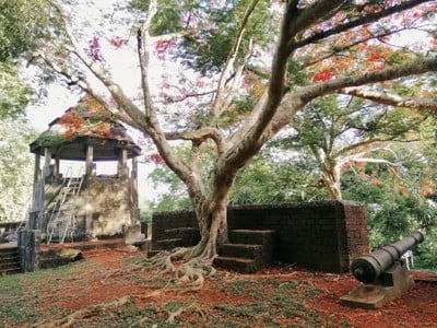 ต้นหางนกยูงต้นใหญ่สวยมากเลย