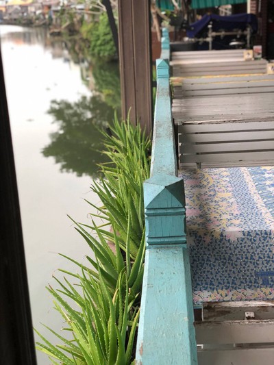 รอบนอกระเบียงปลูกว่านหางจระเข้สวยงาม