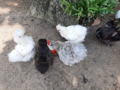 เลี้ยงไก่ ไว้หน้าร้านแบบนี้เลย