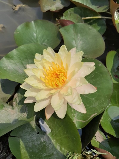 บัวดอกใหญ่