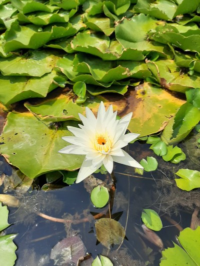 มาดูบัว ก็ต้องดูบัว