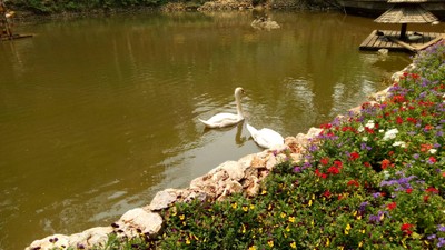 หงส์คู่ที่ดอยตุง