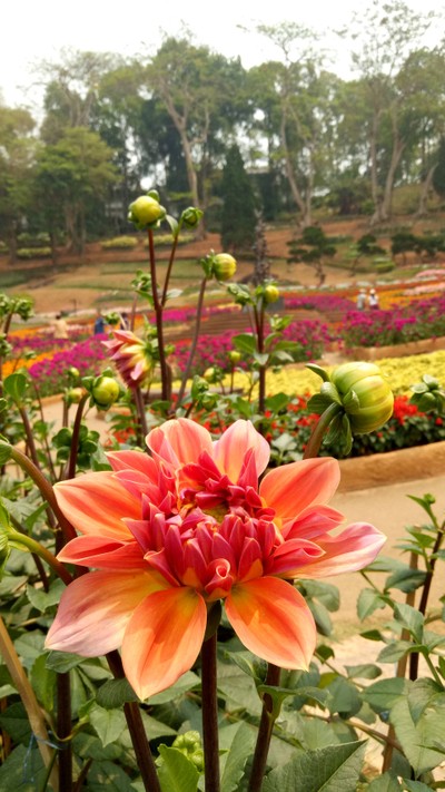 รักเร่ไม่เร่รัก