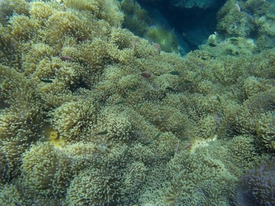 บรรยากาศ เกาะง่ามใหญ่