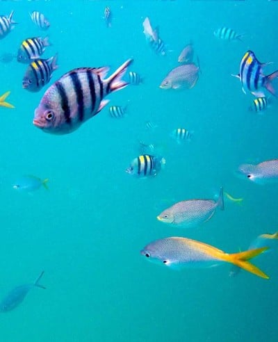 บรรยากาศ จุดดำน้ำ เกาะรัง