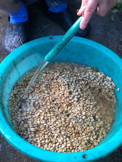 ชาวบ้านที่นี่เน้นปบูกไรกาแฟพันธุ์อาราบิก้า