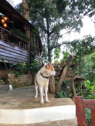 น้องหมารอต้อนรับ